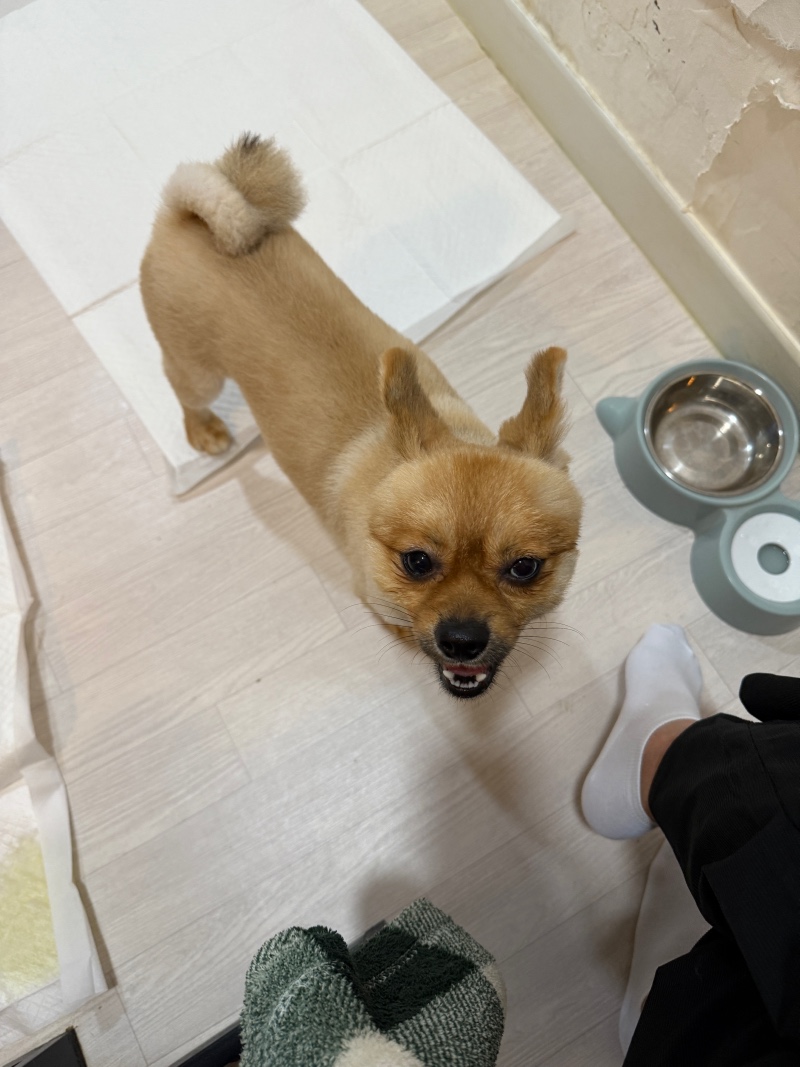 아이쿠 이뽀라