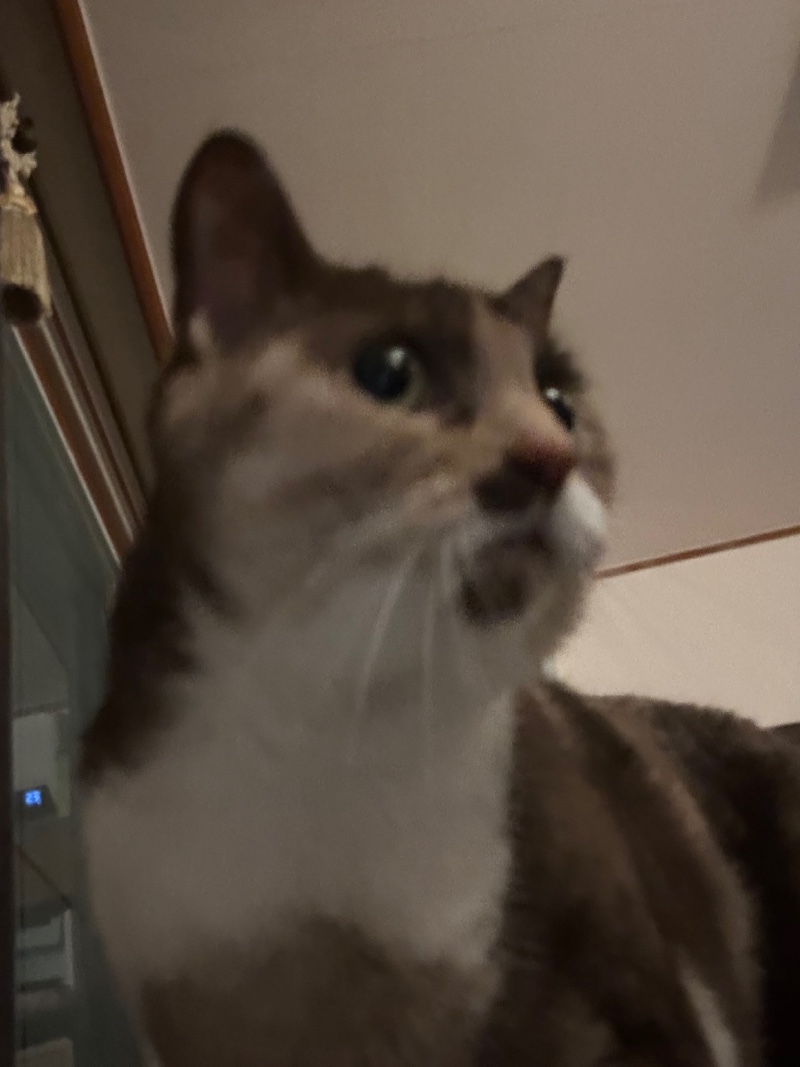 모카