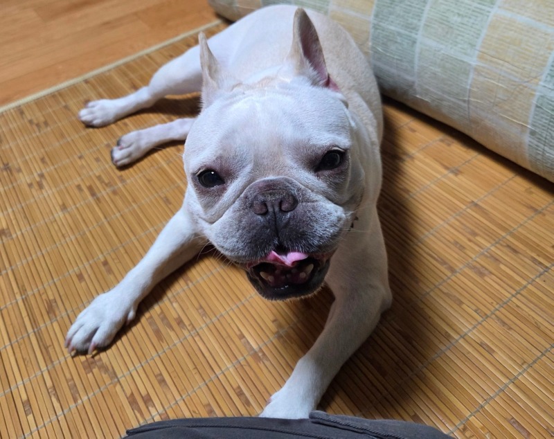찐빵 