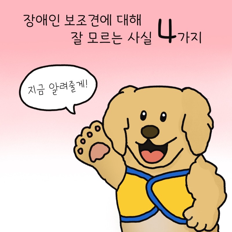 한국장애인개발원) 리트리버 말고도 다양한 장애인 보조견이 있습니다!! 