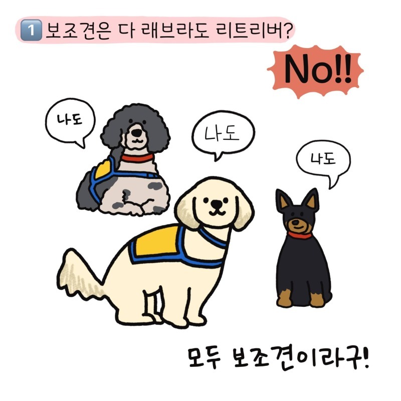 장애인 도우미견의 종류 -리트리버 말고도 장애 보조견이 있다???-