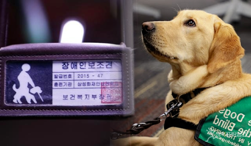 장애인 도우미견의 종류 -리트리버 말고도 장애 보조견이 있다???-