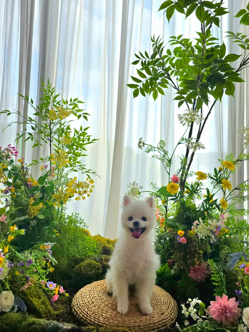 광교 아이러브퍼피