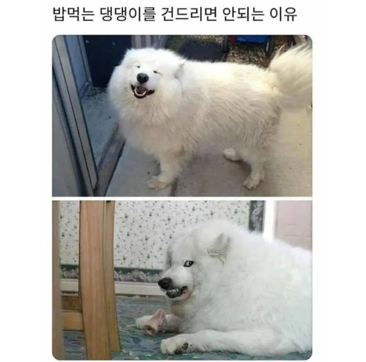 밥먹는 댕댕이를 건들면 안되는 이유