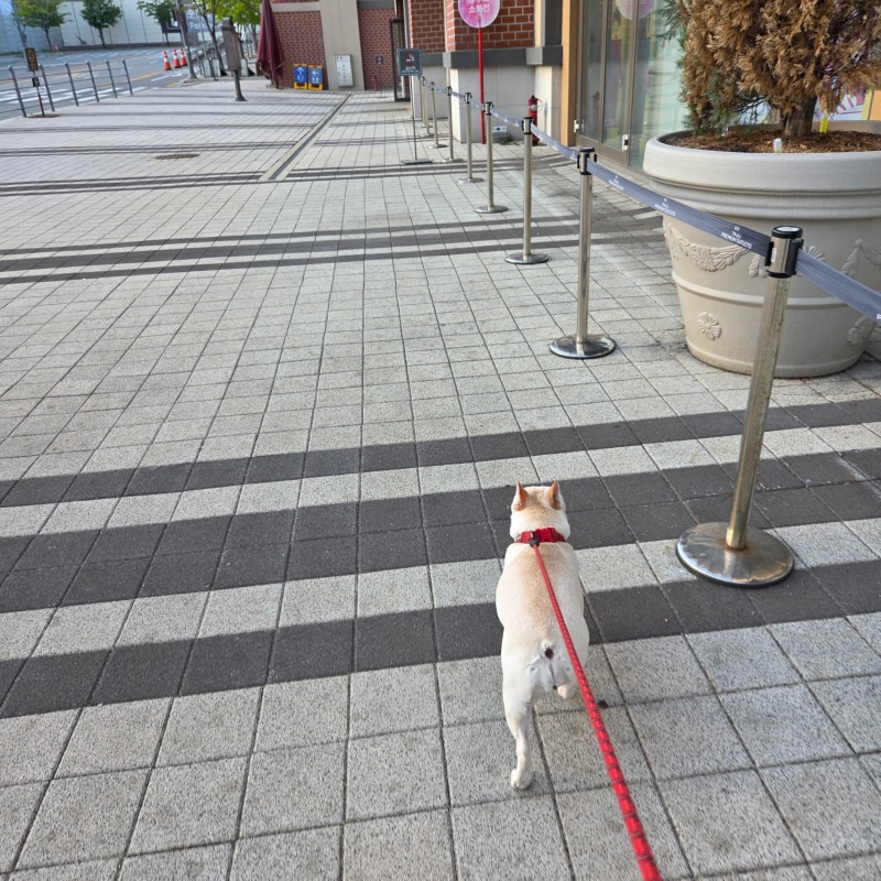  프리미엄아울렛 파주점 애견동반 