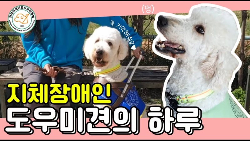 장애인 도우미견의 역할과 훈련 과정 - 장애인 도우미견 시리즈 2탄!