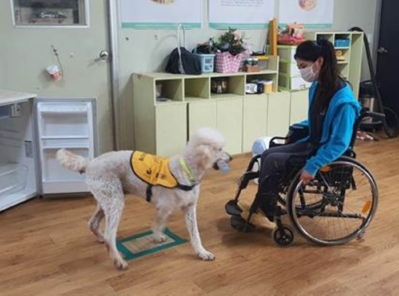 장애인 도우미견의 역할과 훈련 과정 - 장애인 도우미견 시리즈 2탄!