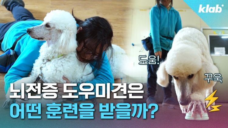 장애인 도우미견의 역할과 훈련 과정 - 장애인 도우미견 시리즈 2탄!