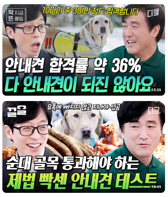 장애인 도우미견의 역할과 훈련 과정 - 장애인 도우미견 시리즈 2탄!