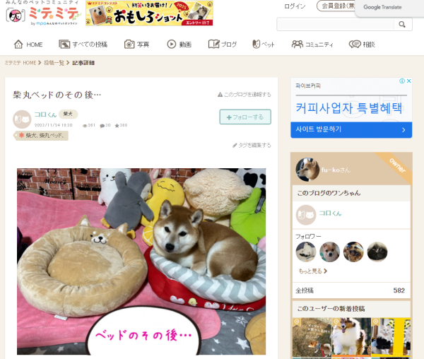 도지(DOGE)코인은 실존하는 시바견에서 생긴 걸 아시나요?