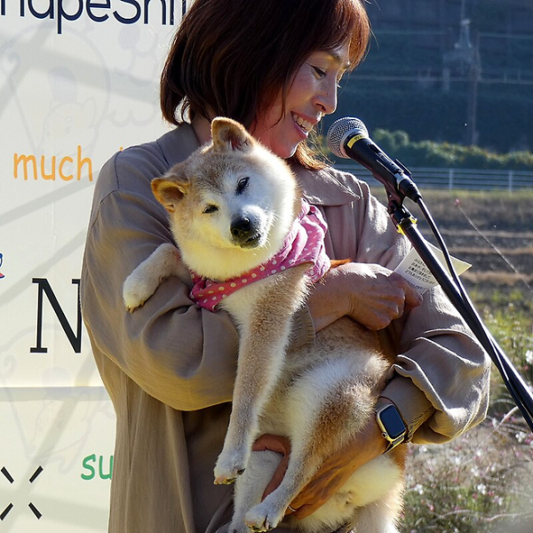 도지(DOGE)코인은 실존하는 시바견에서 생긴 걸 아시나요?
