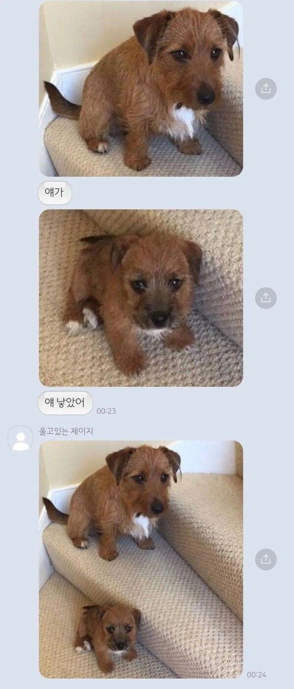 댕댕이 복제성공