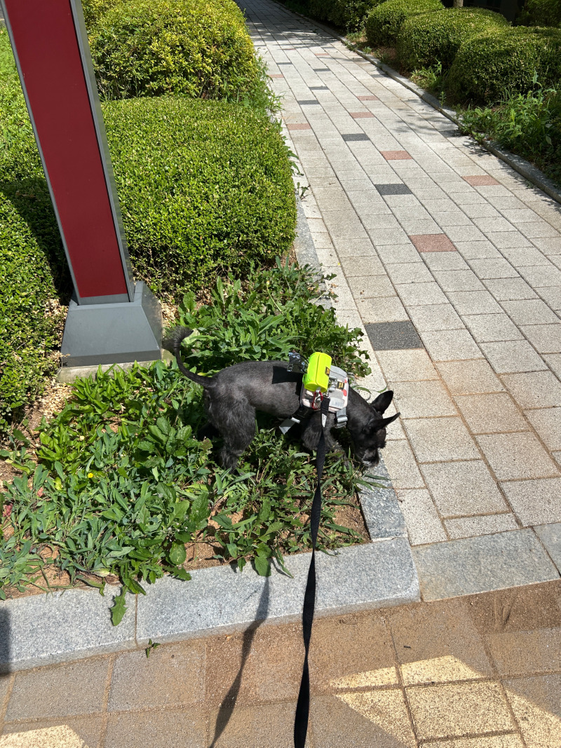 산책 다녀왔어요~