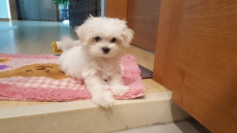 울 애기 뽀시래기 시절..