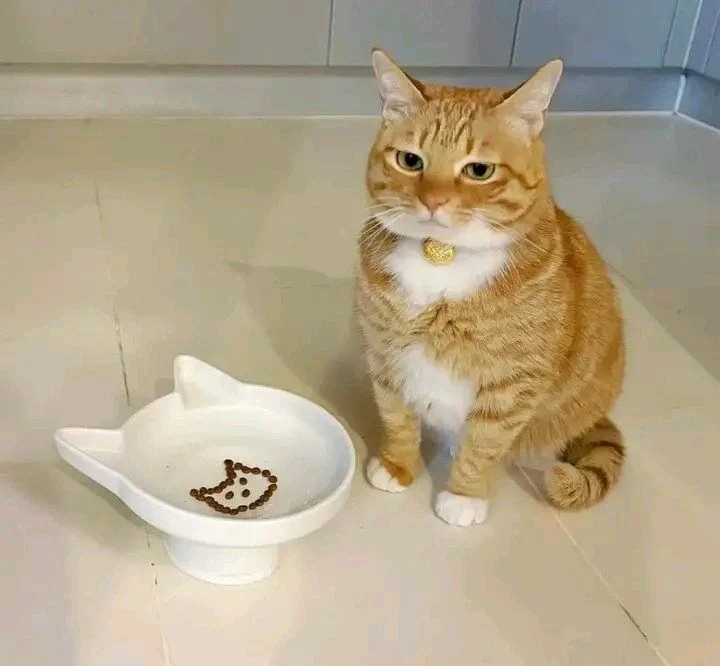 사료 보고 실망한 고양이