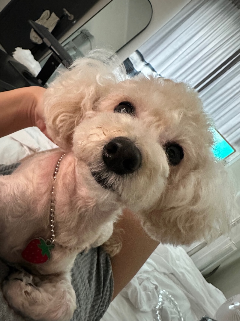 왕코 보미