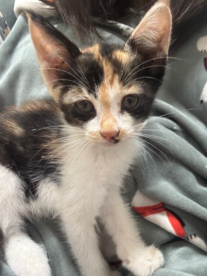 고양이 임보나 분양 하실 분 계실까요 ?ㅠㅠ