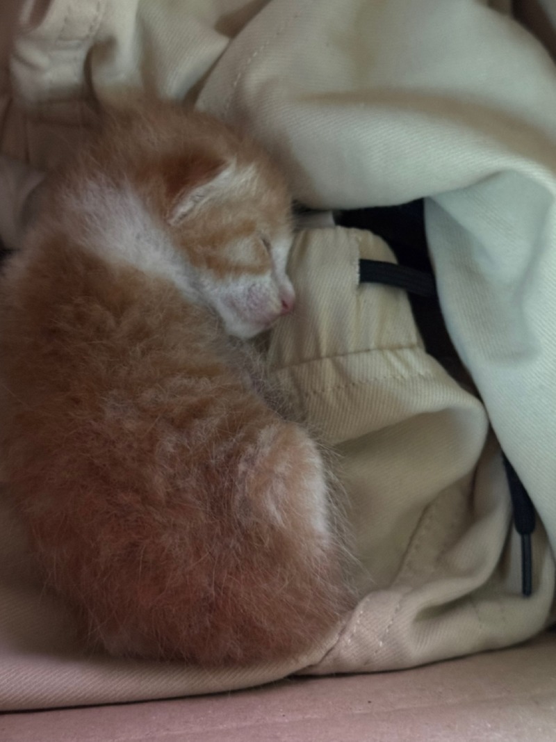 고양이 임보나 분양 하실 분 계실까요 ?ㅠㅠ