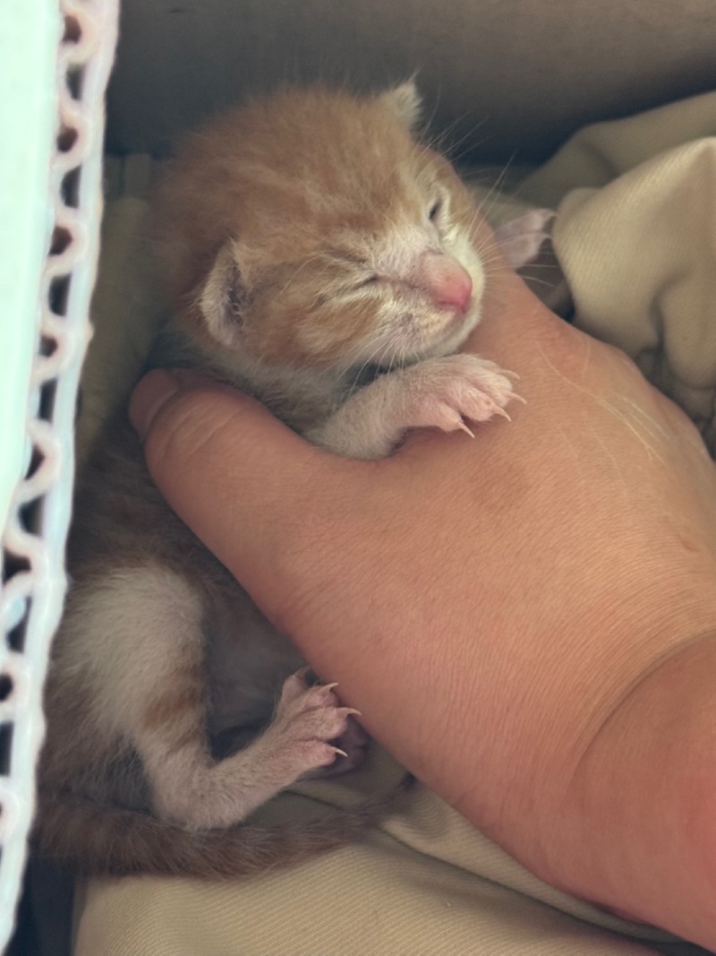 고양이 임보나 분양 하실 분 계실까요 ?ㅠㅠ
