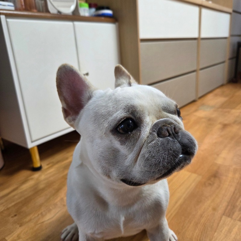 찐빵빵
