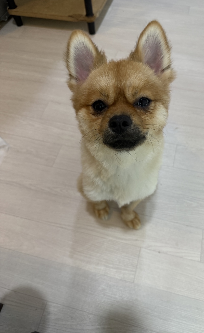 내 사랑둥