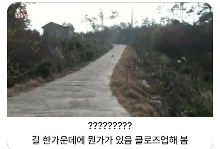 시골 콘크리트길을 조심 해야하는 이유