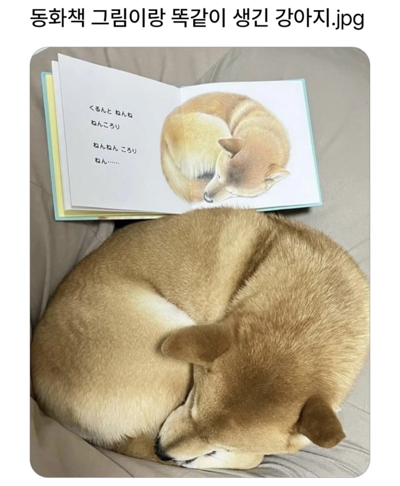 동화책이랑 똑같이 생긴 멍뭉이