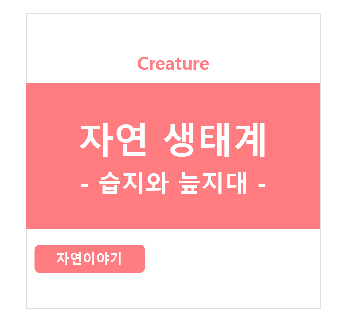 자연생태계 - 습지와 늪지대 - 