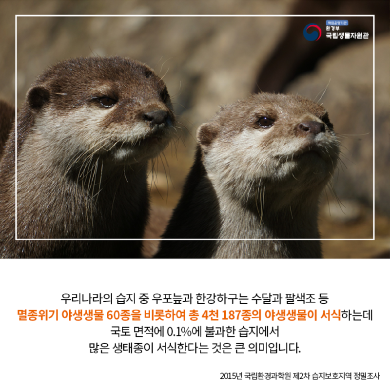 자연생태계 - 습지와 늪지대 - 