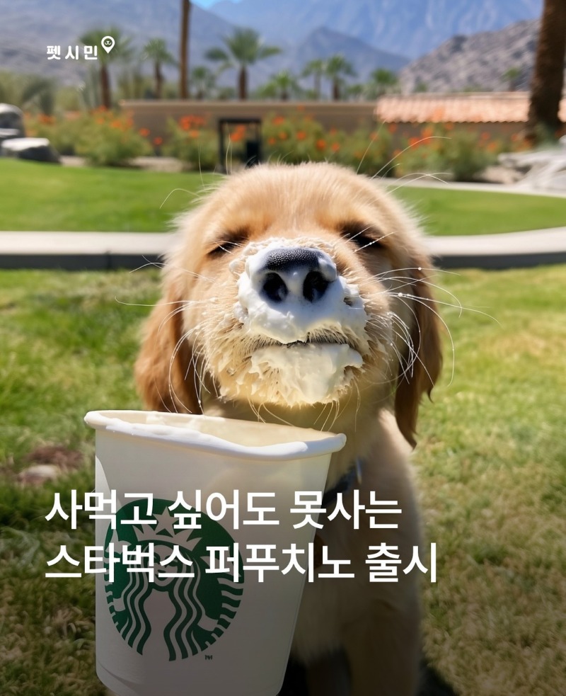 스타벅스 펫 프렌들리 매장, 퍼푸치노 출시 ? (판매는 안하고 2만원 이상 구매시 무료 증정!)