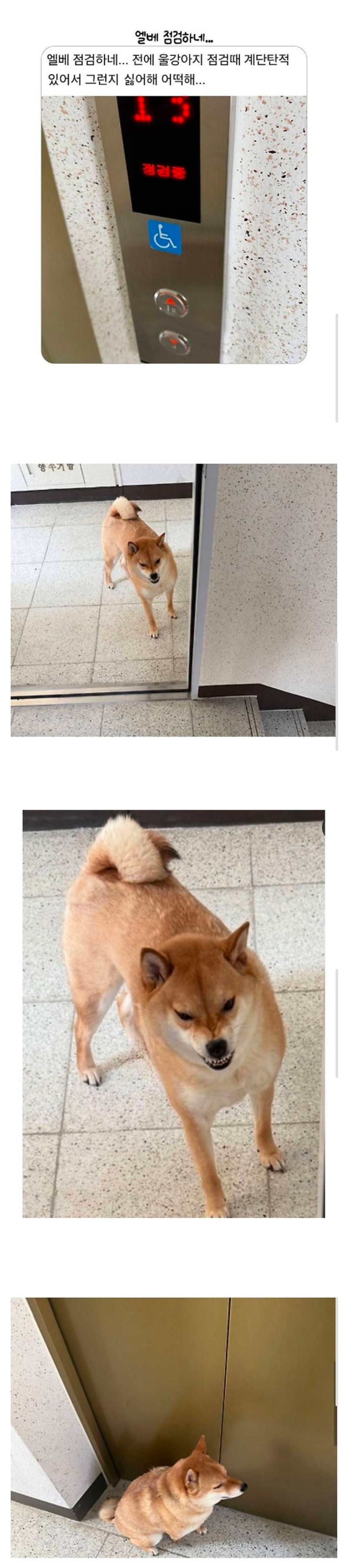 엘베 점검에 화난 강아지