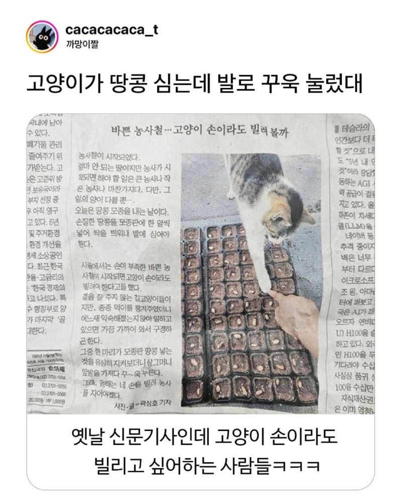 바쁜 농사철, 고양이의 손이라도 빌려볼까.... 