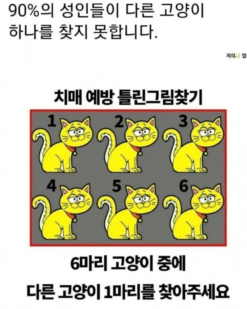 6마리 고양이 중에 다른 1마리를 찾으세요
