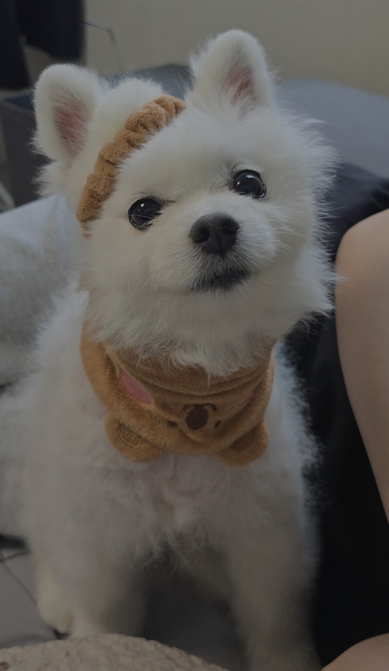 궁예입니다만