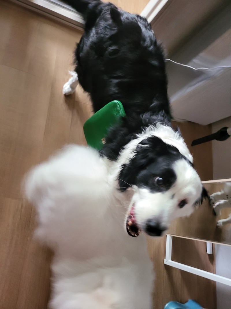 가방메고 어디가려고? ㅋㅋ