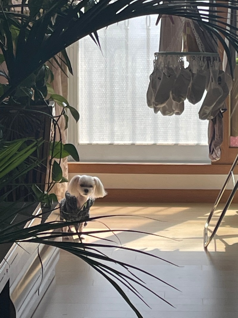 온니 나 차자바