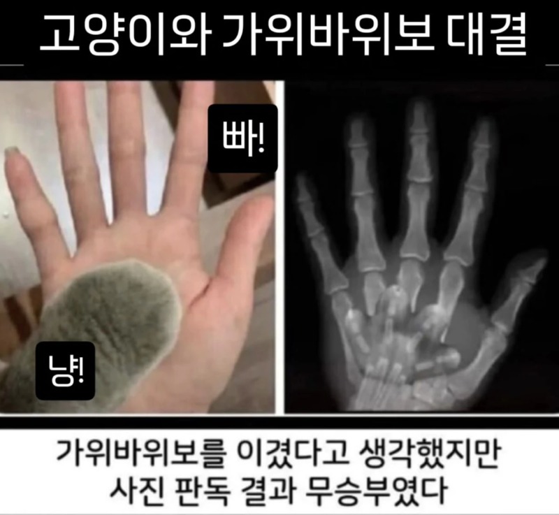 고양이와 가위바위보 대결