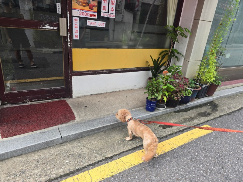 강서구 간판없는햄버거집, 밤톨이와 햄버거!