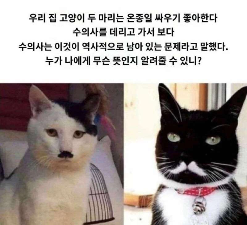 고양이 2마리가 하루 죙일 싸우는이유