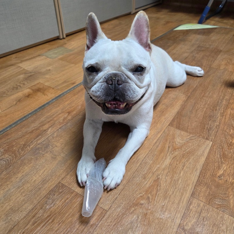 찐빵 일상 