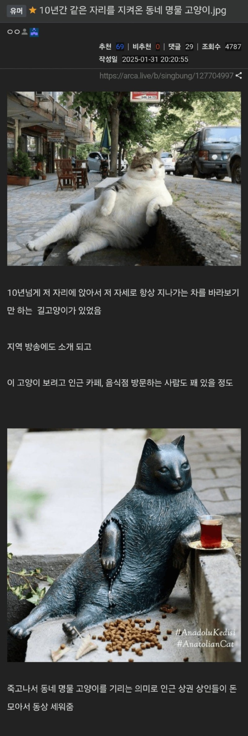 10년간 같은 자리를 지켜온 동네 명물 고양이