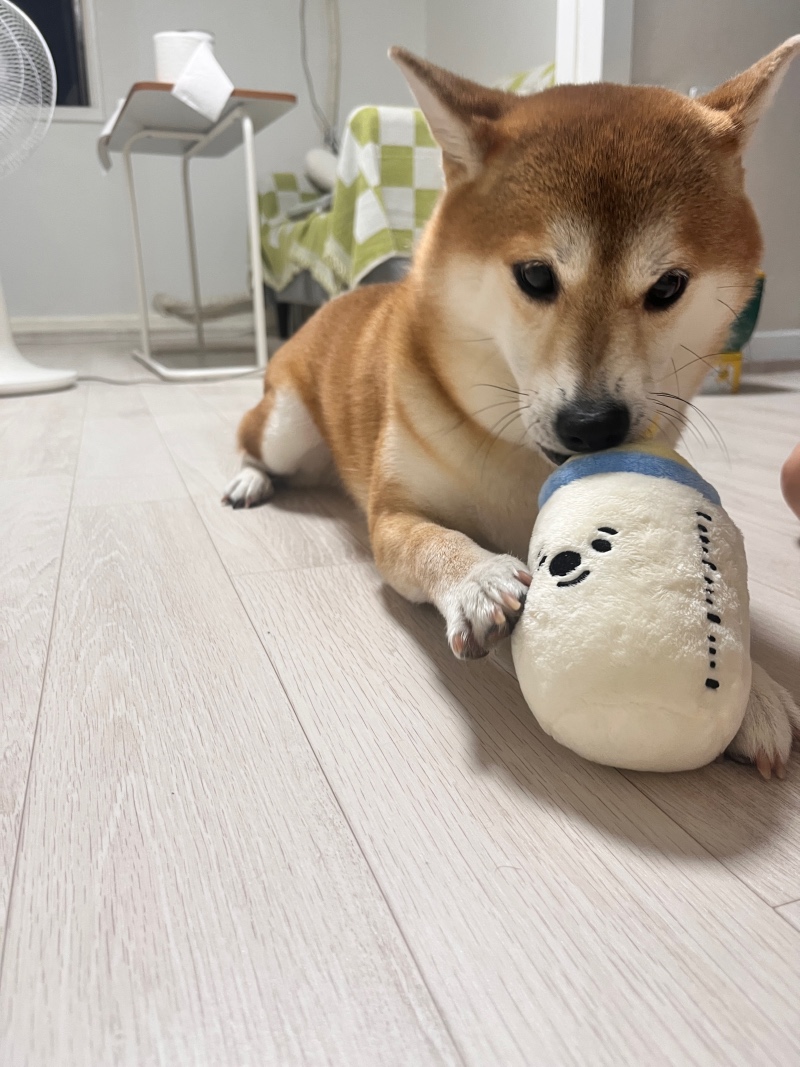 새 장난감🐶❤️