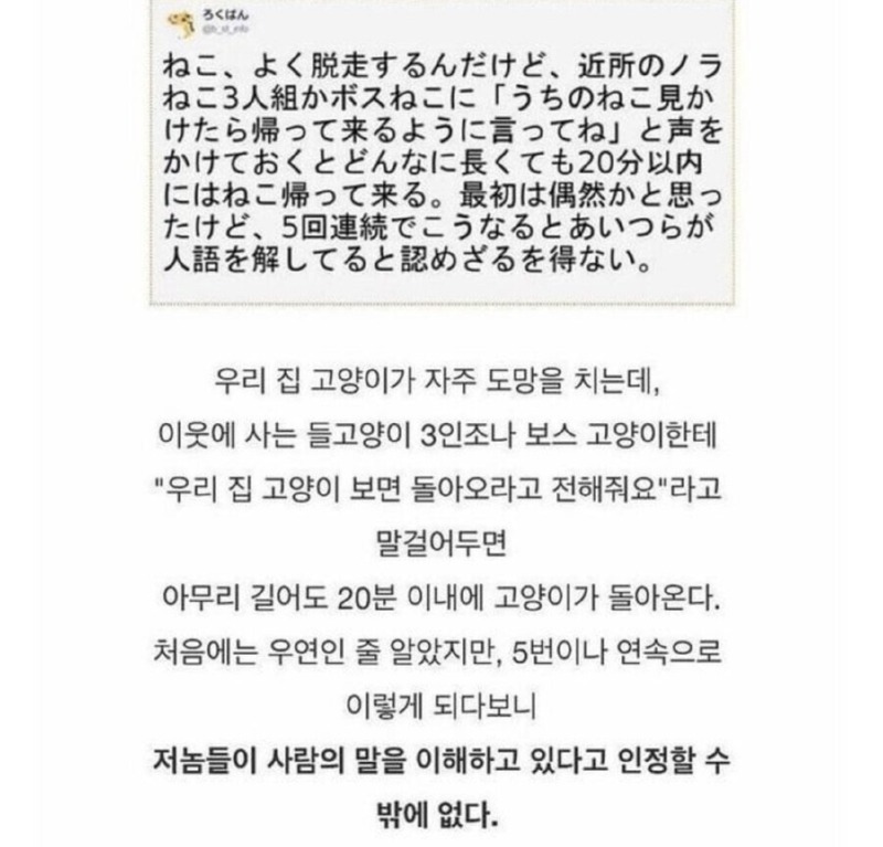 실제로 고양이와 대화했던 썰.jpg