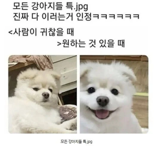 강아지들 특징