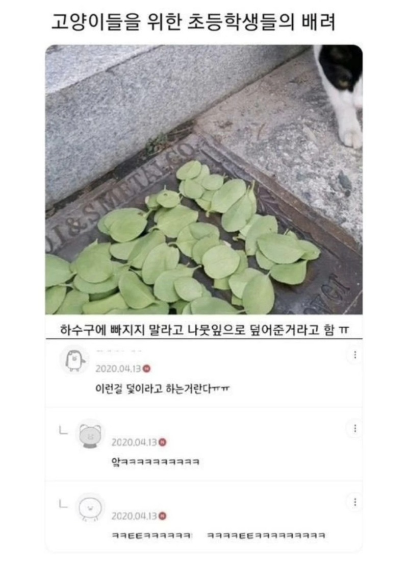 고양이들을 위한 초등학생들의 배려