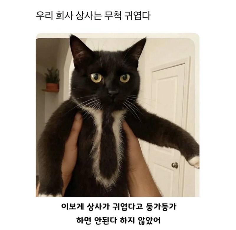 우리 직장상사는 무척 귀엽다...