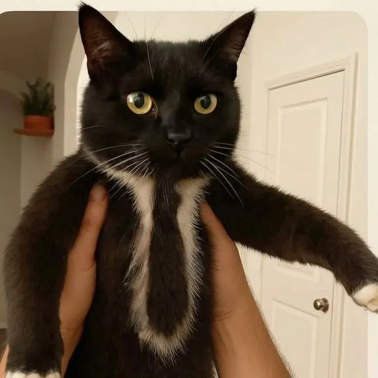 턱시도 제대로 입은 고양이 