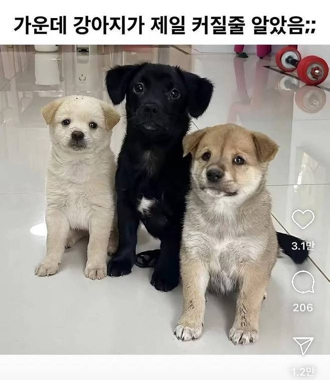강아지 발을 보면 얼마나 클지 안다고? 