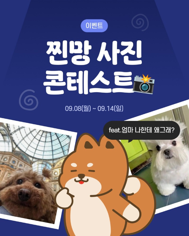 펫피, 찐망사진 콘테스트 참가자 모집 (어플)