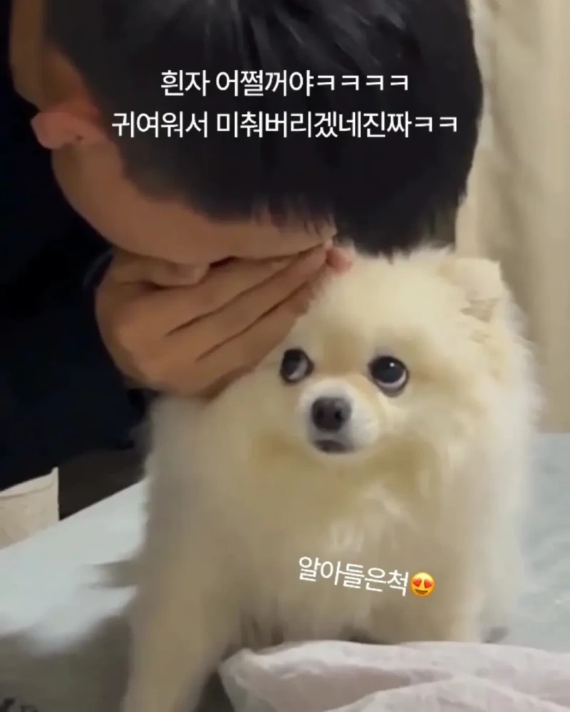 사람말을 알아듣는 댕댕 